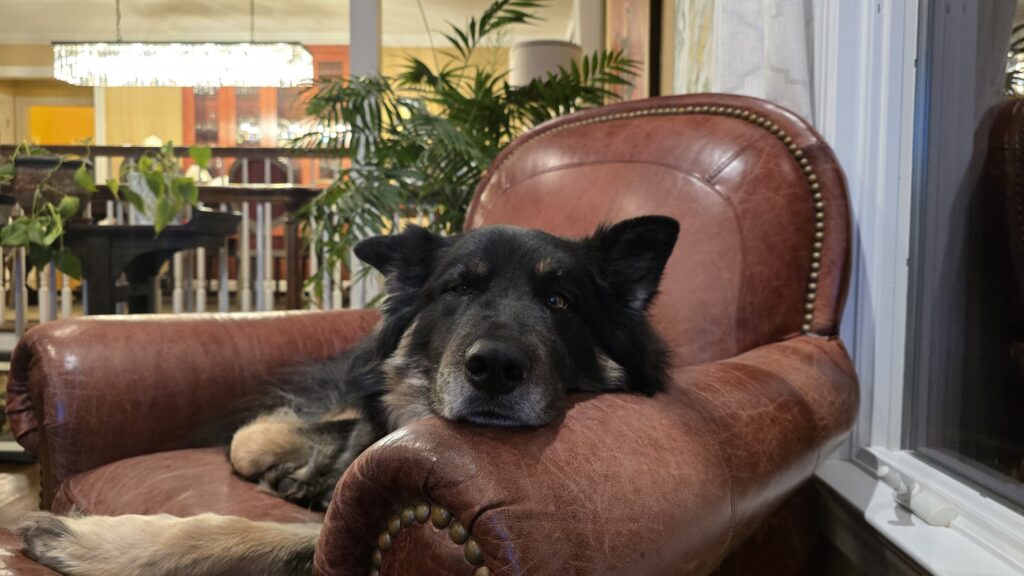 Reggie, the dog who inspired the RegTek name and keeps the founder company during long work sessions